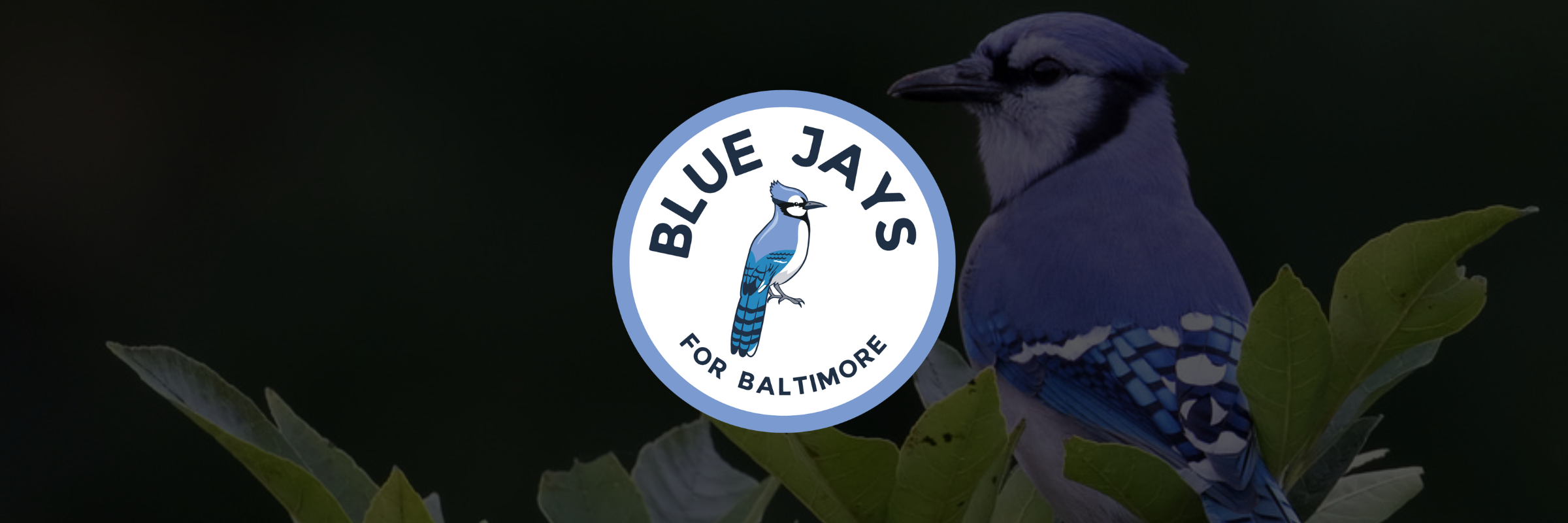 Blue Jays For Baltimore Store